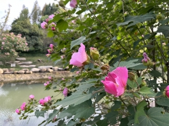 美丽三墩，又见木芙蓉花绽放！